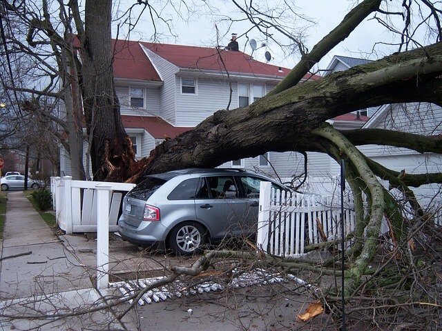 Emergency-tree-removal-Annapolis-MD