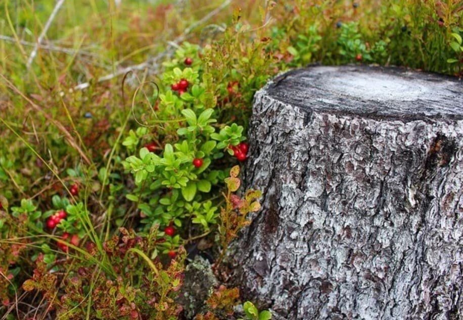 About-Pasadena-MD-Tree-stump