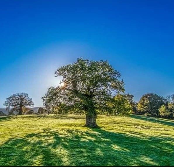 tree maintenance Pasadena