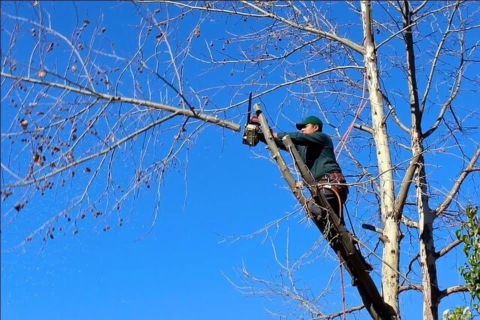 tree purning Anne-Arundel-County-MD